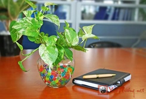Bày trí thực vật trong văn phòng hợp phong thủy
