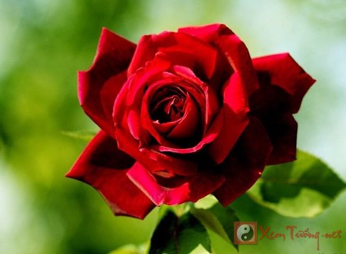 Tặng hoa hồng ngày Valentine: Ý nghĩa màu hoa hồng và cách tặng