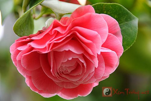 Hoa trà - loài hoa phong thủy xinh đẹp, vượng tài