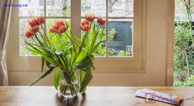 thay đổi phong thủy trong nhà bằng cây và hoa