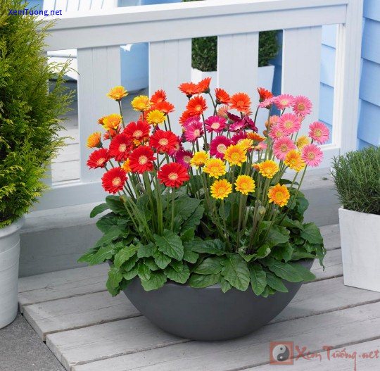 thay đổi phong thủy trong nhà bằng cây và hoa