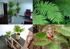 10 loại cây có tác dụng thải khí độc trong nhà