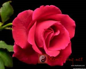 Lễ vu lan báo hiếu và ý nghĩa bông hoa hồng cài áo