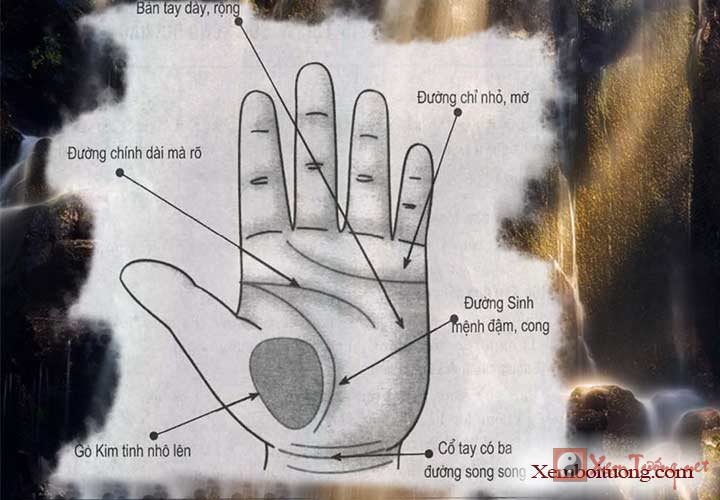 Xem chỉ tay, bàn tay của người có sức khỏe