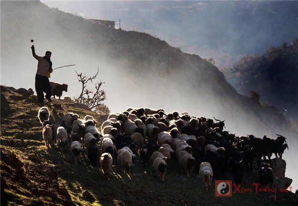 Câu chuyện về người nông dân chăn cừu và anh thợ săn
